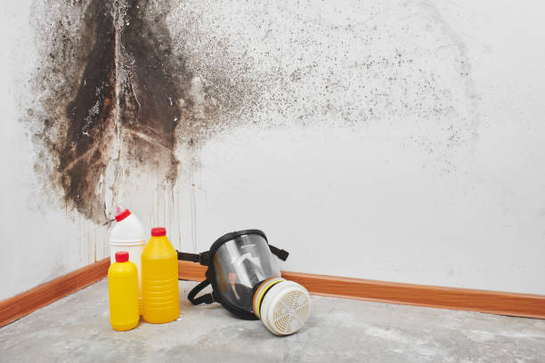 Home Mold Removal in Pell City, AL
