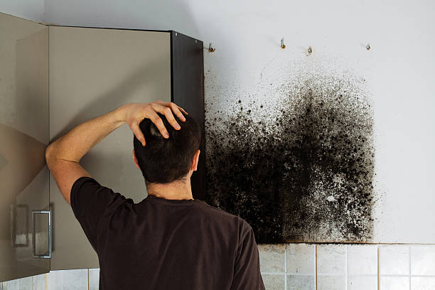 Best Office Mold Removal Services  in Pell City, AL