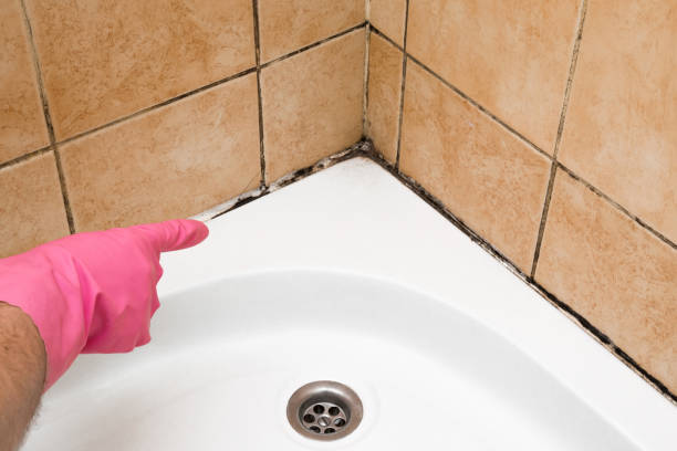 Best Mold Removal Company Near Me  in Pell City, AL